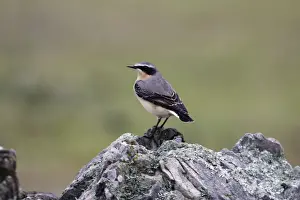 Wheatear - Male on rock