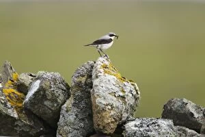 Images Dated 21st June 2012: Wheatear - on on dry stone wall with food