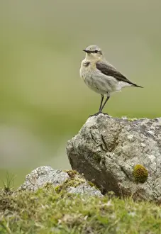 Wheatear Prints: Wheatear - on top of a rock in the field - Fetlar - Shetland islands - Scotland - UK