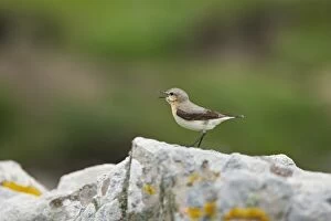 Shetland Island Collection: Wheatear - Singing from drystone walls Noss Nature Reserve, Shetland, UK BI010886