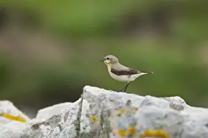 Wheatear Prints: Wheatear - Singing from drystone walls Noss Nature Reserve, Shetland, UK BI010886