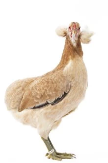Ameraucana Gallery: Wheaten Ameraucana Chicken hen