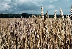 Cultivation Collection: Wheatfield Cotswolds in August