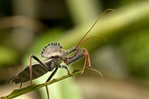 Images Dated 29th July 2011: Wheel Bug - family Reduviidae