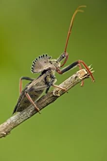 Images Dated 29th July 2011: Wheel Bug - family Reduviidae