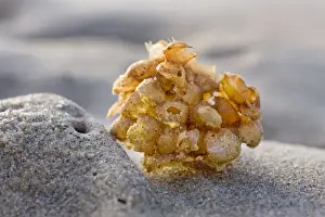 North Sea Prints: Whelk - egg case on the beach - Belgium