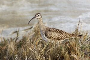 Images Dated 9th January 2007: Whimbrel