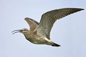 Whimbrel - Calling in flight Numenius phaeopus Shetland Mainland, UK BI011518