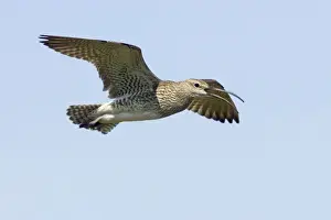 Whimbrel - Calling in flight Numenius phaeopus Shetland Mainland, UK BI011567