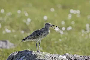 Whimbrels Prints: Whimbrel - Calling from rock Numenius phaeopus Shetland Mainland, UK BI011484