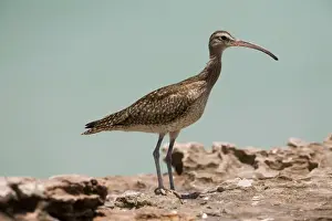 Whimbrels Prints: Whimbrel A circumpolar breeder in the high northern latitudes
