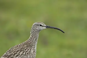 Whimbrel - Close up showing head markings Numenius phaeopus Shetland Mainland, UK BI011502