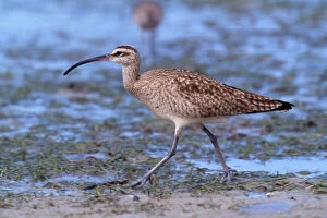 Images Dated 1st September 2011: Whimbrel - Estero Beach Lagoon - Fort Myers