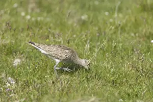 Whimbrel - Feeding Numenius phaeopus Shetland Mainland, UK BI011505