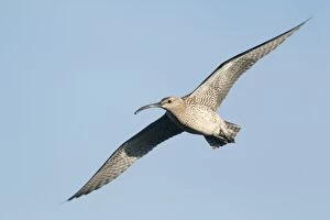 Images Dated 6th June 2014: Whimbrel - in flight
