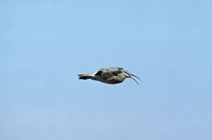 Images Dated 24th November 2006: Whimbrel - in flight