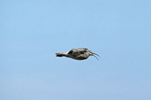Images Dated 24th November 2006: Whimbrel - in flight