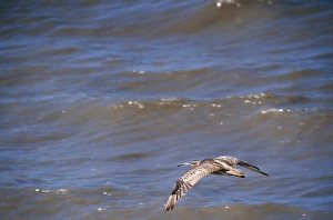 Images Dated 24th November 2006: Whimbrel - in flight Cairns, Australia