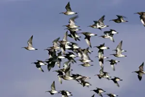 Whimbrel - flock in flight. France