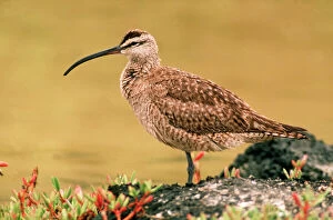 Waders Collection: Whimbrel - migrant visitor to Galapagos Islands AU-1672