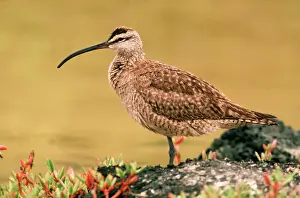 Waders Prints: Whimbrel - migrant visitor to Galapagos Islands AU-1672