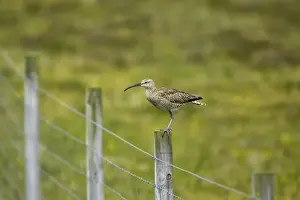 Whimbrels Prints: Whimbrel - On post Numenius phaeopus Shetland Mainland, UK BI011463
