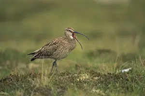 Whimbrels Prints: Whimbrel - UK - Breeds on tundra-upland moors-northern bogs