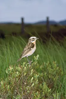 Whinchat