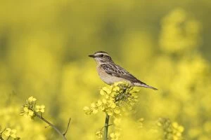 Flycatcher Gallery: Whinchat, - female perched on flowering rape - Germany