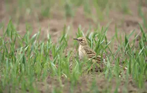 Whinchat - in field