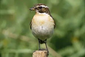 Whinchats Prints: Whinchat - with an insect in beak Lockerbie, Dumfrieshire, Scotland