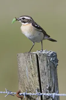 Rural Prints: Whinchat - with insect - UK