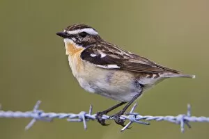 Images Dated 15th June 2010: Whinchat - male on barbed wire