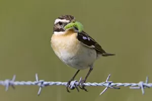 Images Dated 15th June 2010: Whinchat - male on barbed wire with caterpillar in mouth