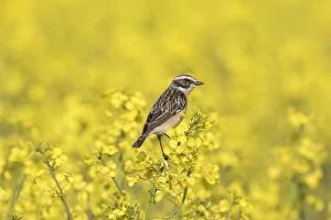 Whinchat, - male perched on flowering rape - Germany