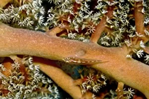 Images Dated 20th May 2007: Whip Goby - on soft corals and sea fans in area of strong current