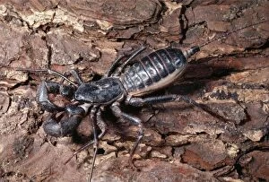 Images Dated 9th March 2009: Whip Scorpion / Vinegaroon - Deserts of Arizona - USA