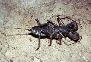 Scorpion Prints: Whip Scorpion / Vinegaroon - Deserts of Arizona - USA