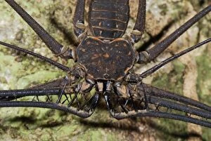 Images Dated 12th September 2007: Whip Spider / Tailless Whip Scorpion - Allpahuayo Mishana National Reserve - Iquitos - Peru