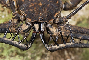 Images Dated 12th September 2007: Whip Spider / Tailless Whip Scorpion - Allpahuayo Mishana National Reserve - Iquitos - Peru