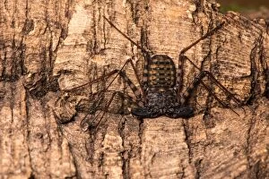 Whip-tailed scorpion - resting on bark - Taken under