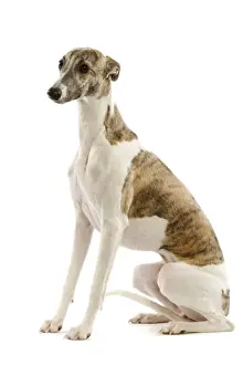 Whippet Prints: Whippet