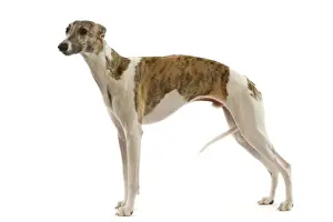 Nervous Prints: Whippet