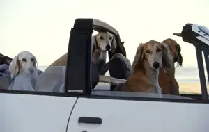 In Car Prints: Whippets in Car CRH 945 Disciplined whippets await the return of their owner Cape Town
