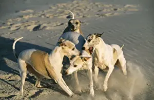 Biting Prints: Whippets CRH 718 Dogs biting subordinate © Chris Harvey / ARDEA LONDON