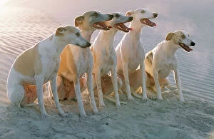 Hound Gallery: WHIPPETS - group of sandy beach