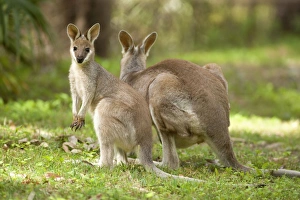 Images Dated 23rd September 2008: Whiptail Wallaby - adult female with already weaned young grazing on a grassy opening in the forest