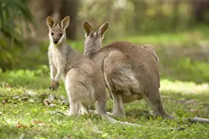 Joey Prints: Whiptail Wallaby - adult female with already weaned young grazing on a grassy opening in the forest