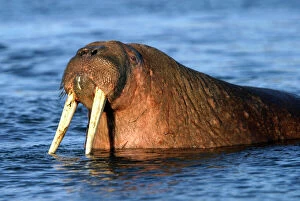Whiskered / Atlantic Walrus