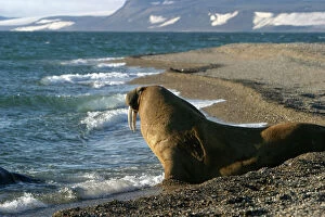 Coastline Collection: Whiskered / Atlantic Walrus - on beach